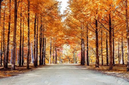 HÀN QUỐC MÙA LÁ ĐỎ: SEOUL - NAMI - EVERLAND