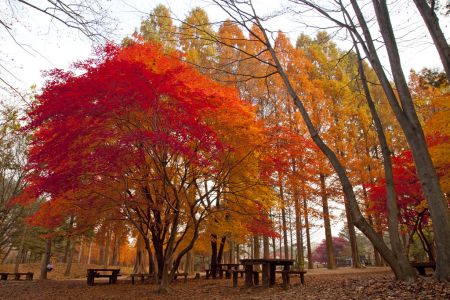 HÀN QUỐC MÙA LÁ ĐỎ: SEOUL - NAMI - EVERLAND